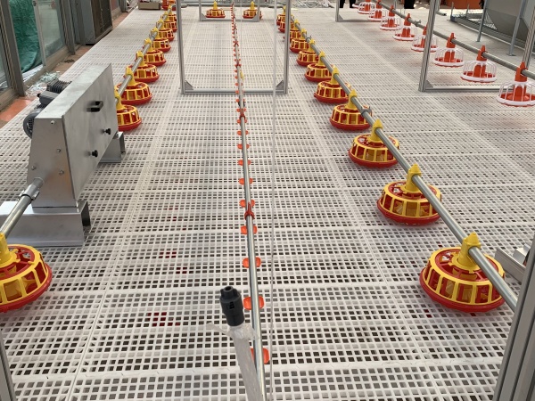 Poultry Feeding